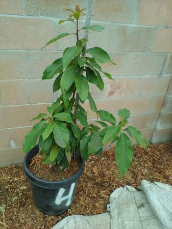 Avocado trees 15 gallon pot ---   plants tree 1