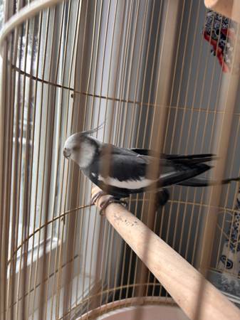 Cockatiel (Yorktown)63850156251393123