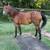 Bay mare 2 thumbnail