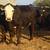 Crossbred heifers 6 thumbnail