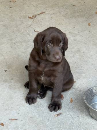 Cachorros Labrador Retriever (Cleveland)63859316317569120