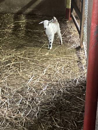 nigerian dwarf buckling 1
