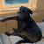 6 year old lab mix 4 thumbnail