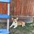 Pembroke Welsh Corgi 1 thumbnail