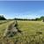 Grass Hay- large rounds, net wrapped, tight bales, no rain 4 thumbnail