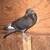 Pigeon 1 thumbnail