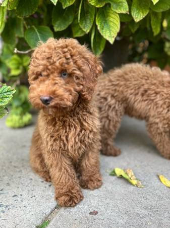Mini Golden Doodle Male (Sacramento)63679254959233121
