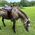 Missouri Foxtrotter filly 2 thumbnail