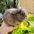 Mini Lop bunnies 2 thumbnail