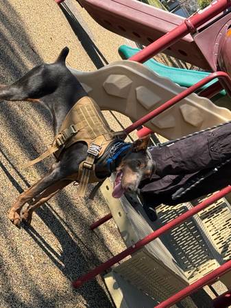 Rehoming (Antioch)63861462756355123