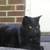 Save a Cat's Life 2 thumbnail
