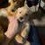 Adoption Golden Retriever Puppies Looking for Forever Home 2 thumbnail