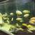 Aquarium fishes/ African cichlids 7 thumbnail