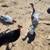 Turkeys 3 thumbnail