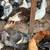 Goats, sheep ,rabbit, Turkey ,chicken 12 thumbnail