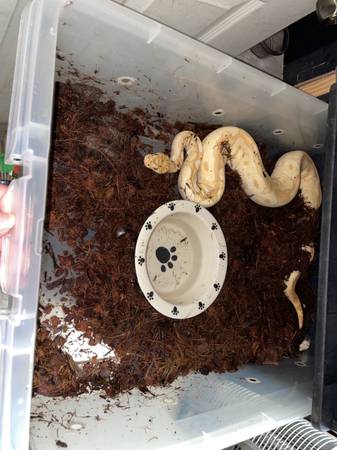 Snakes (ball pythons64289906482435121