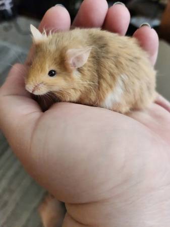 Fluffy mice available63846014353923120