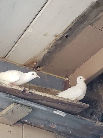 Two white doves (Sacramento/North Natomas)63679255078659120