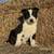 Border Collies 1 thumbnail