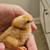 Barnyard mix chicks 2 thumbnail