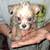 Pups 6 thumbnail