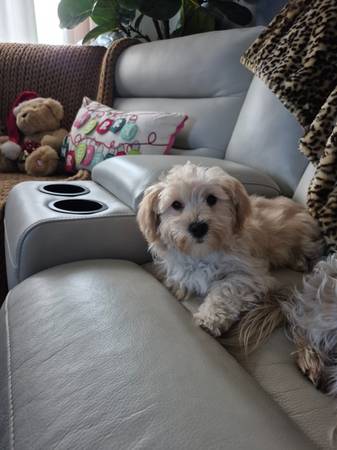 Multi-poo needs forever home 1