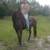Horseback Riding Lessons 14 thumbnail