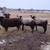 Romeldale/CVM Sheep for Sale 3 thumbnail