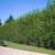 Need WINDBREAK or PRIVACY Trees? Say Goodbye to Neighbors! 6 PLUS foot 1 thumbnail