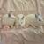 Netherland Dwarf rabbits 5 thumbnail