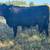 Black Angus Bulls 15 thumbnail