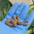 Western Hognose Snakes 11 thumbnail