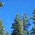 /m..0.9 Acres of Mountain Paradise for Retirees! 2 thumbnail
