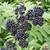 Fresh Elderberries and Live Plants 3 thumbnail
