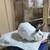 Rabbits 13 thumbnail