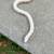 Snakes/kingsnake/milksnake 4 thumbnail