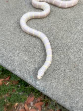 Snakes/kingsnake/milksnake (san jose east)63469805354241123
