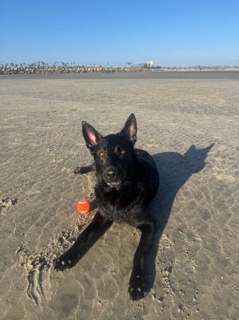 Dog missing (Casa de oro/ rancho San Diego)63955848189826121