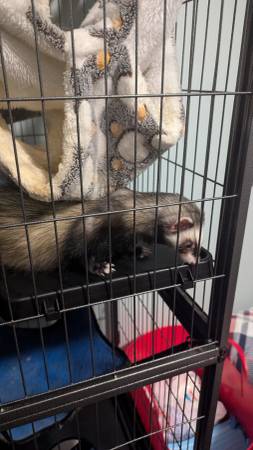 Two ferrets, cage, and accessories63791636131457124