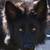 Solid black German Shepherds long coats 6 thumbnail