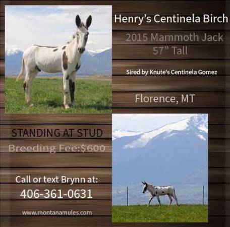 Mammoth Jack Stud Service 1