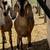 Nubian Bucks 7 thumbnail
