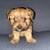 Need homes...350 full blooded yorkie 1 thumbnail