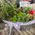 South African wide tongue succulents and other succulents 10 thumbnail