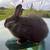 New zealand bunnies 2 thumbnail