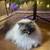Lost Pet Cat - URGENT 2 thumbnail
