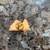 Springtime in the Rockies Pin 2 thumbnail