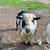 Nigerian dwarf x fainting goats 2 thumbnail
