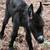 Micro miniature donkey (jack) 2 thumbnail