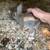 Dutch/ mini rex bunnies for sale 3 thumbnail